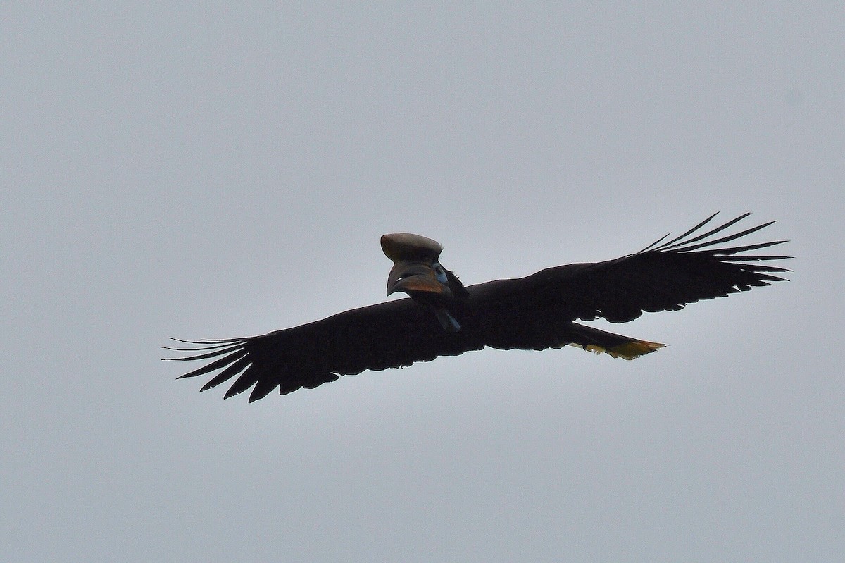 Black-casqued Hornbill - ML647249015