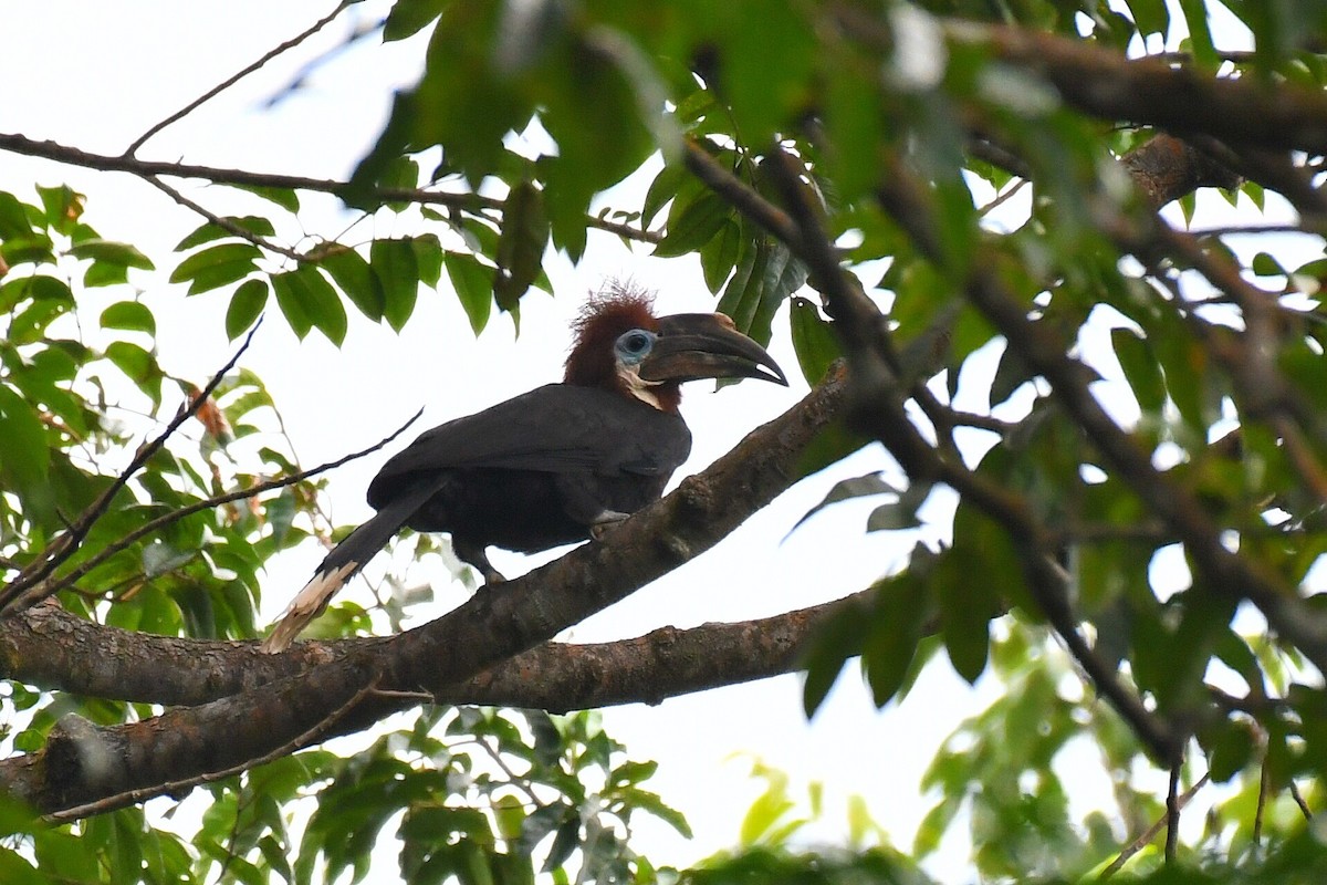 Black-casqued Hornbill - ML647249021