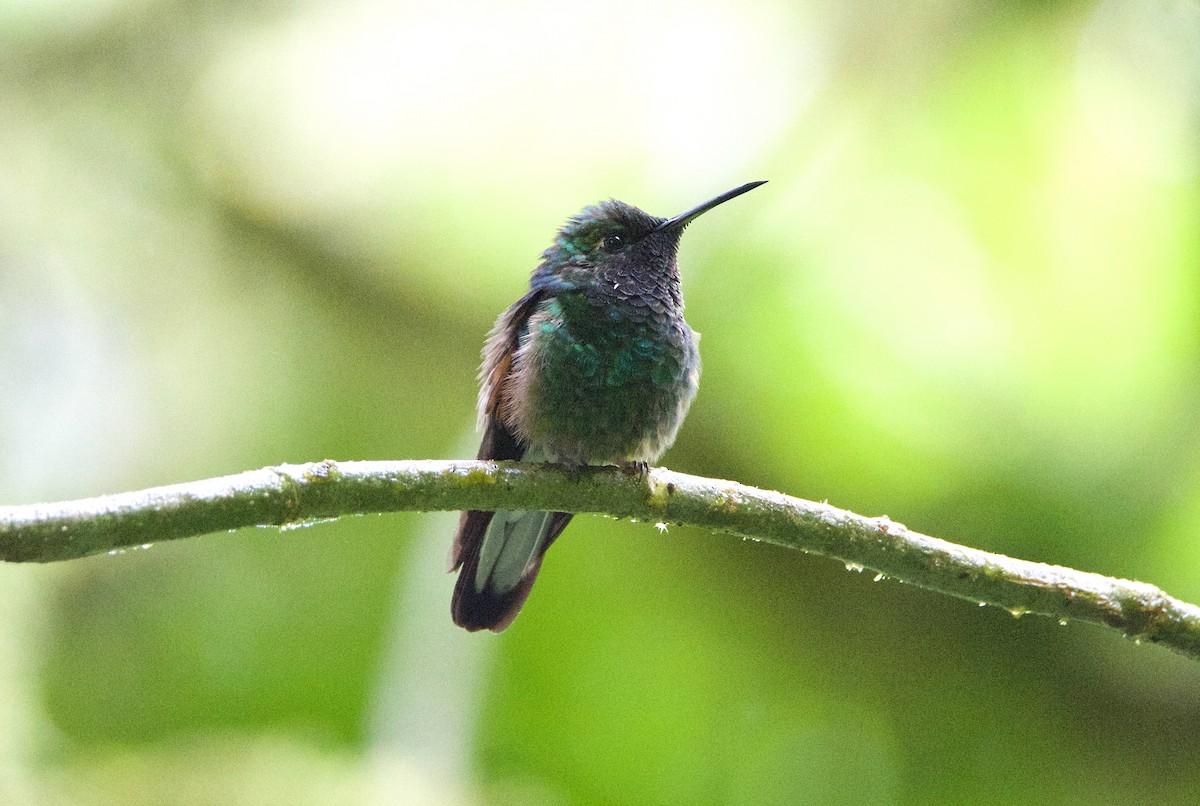 Stripe-tailed Hummingbird - ML647249025