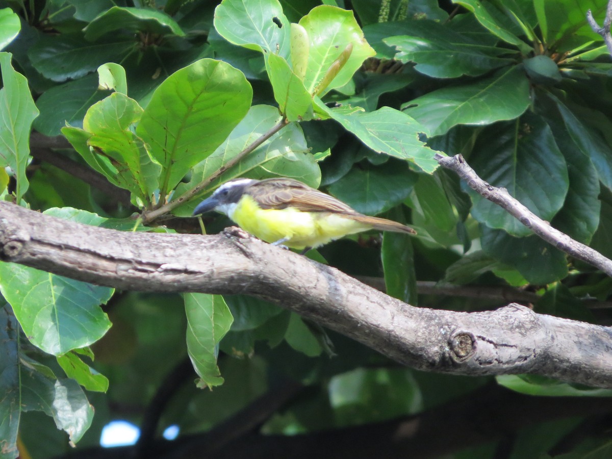 Пітанга-великодзьоб - ML647249040