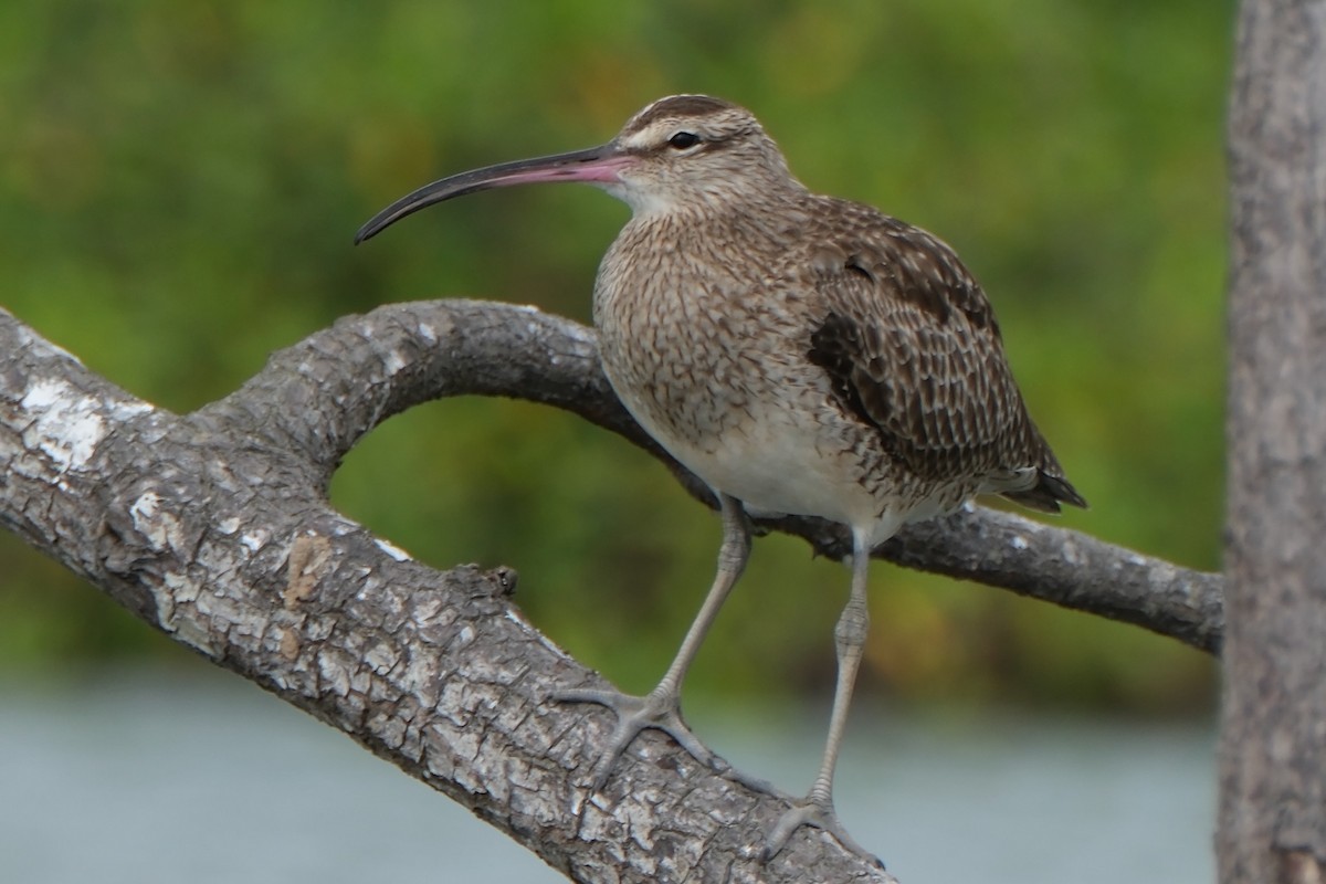 美洲中杓鷸 - ML647249048