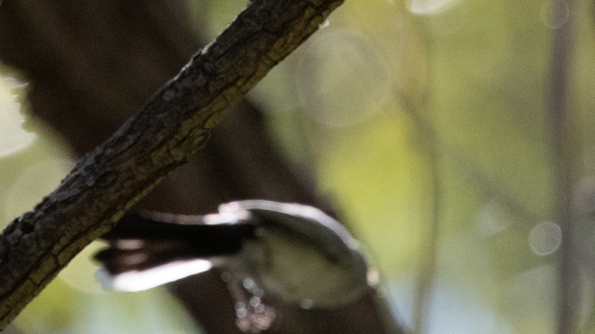 Голубая комароловка [группа obscura] - ML647249052