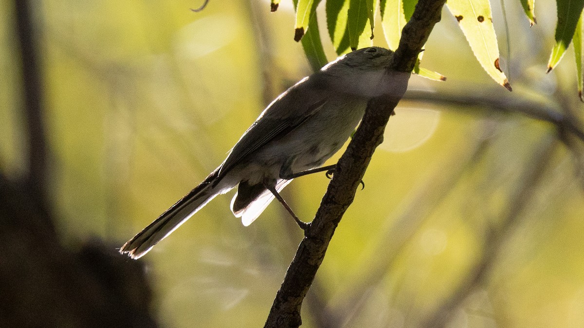 Голубая комароловка [группа obscura] - ML647249053