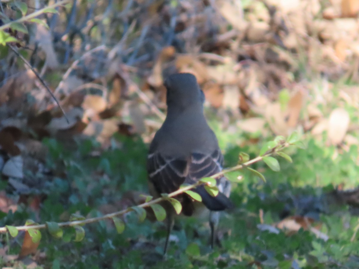 Northern Mockingbird - ML647249058