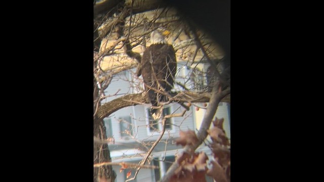 Bald Eagle - ML647249073