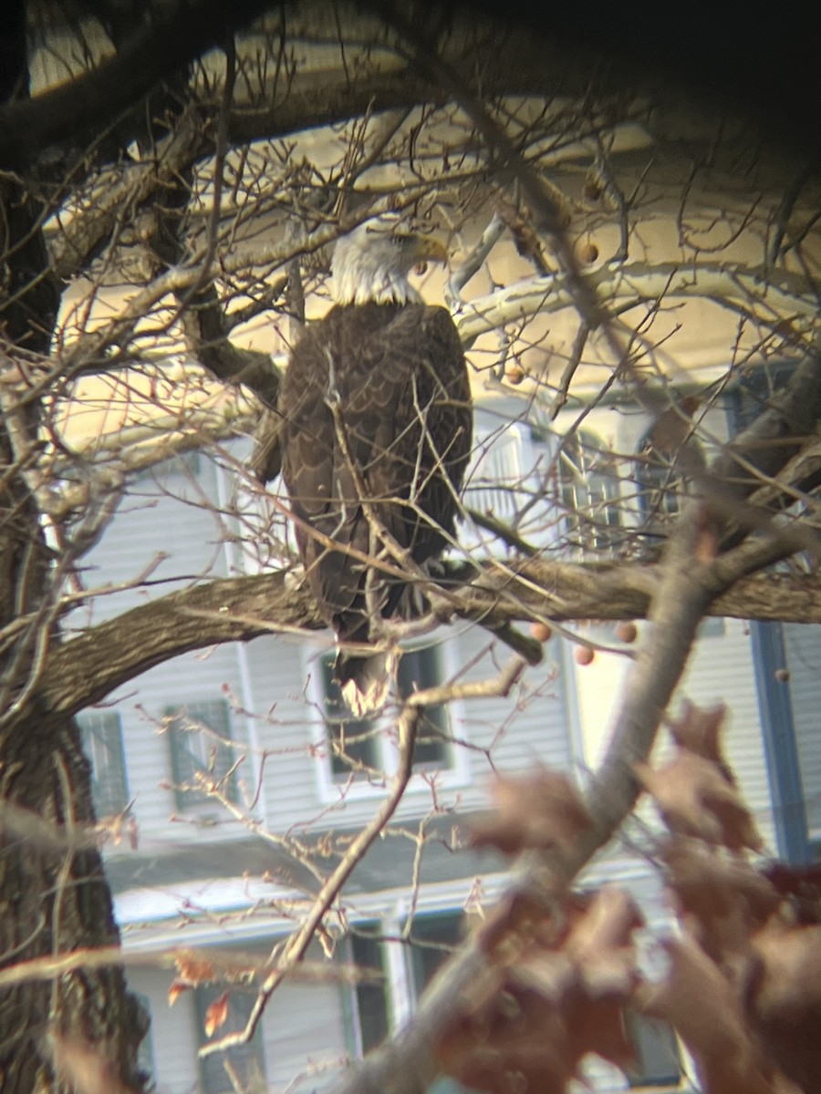 Bald Eagle - ML647249074