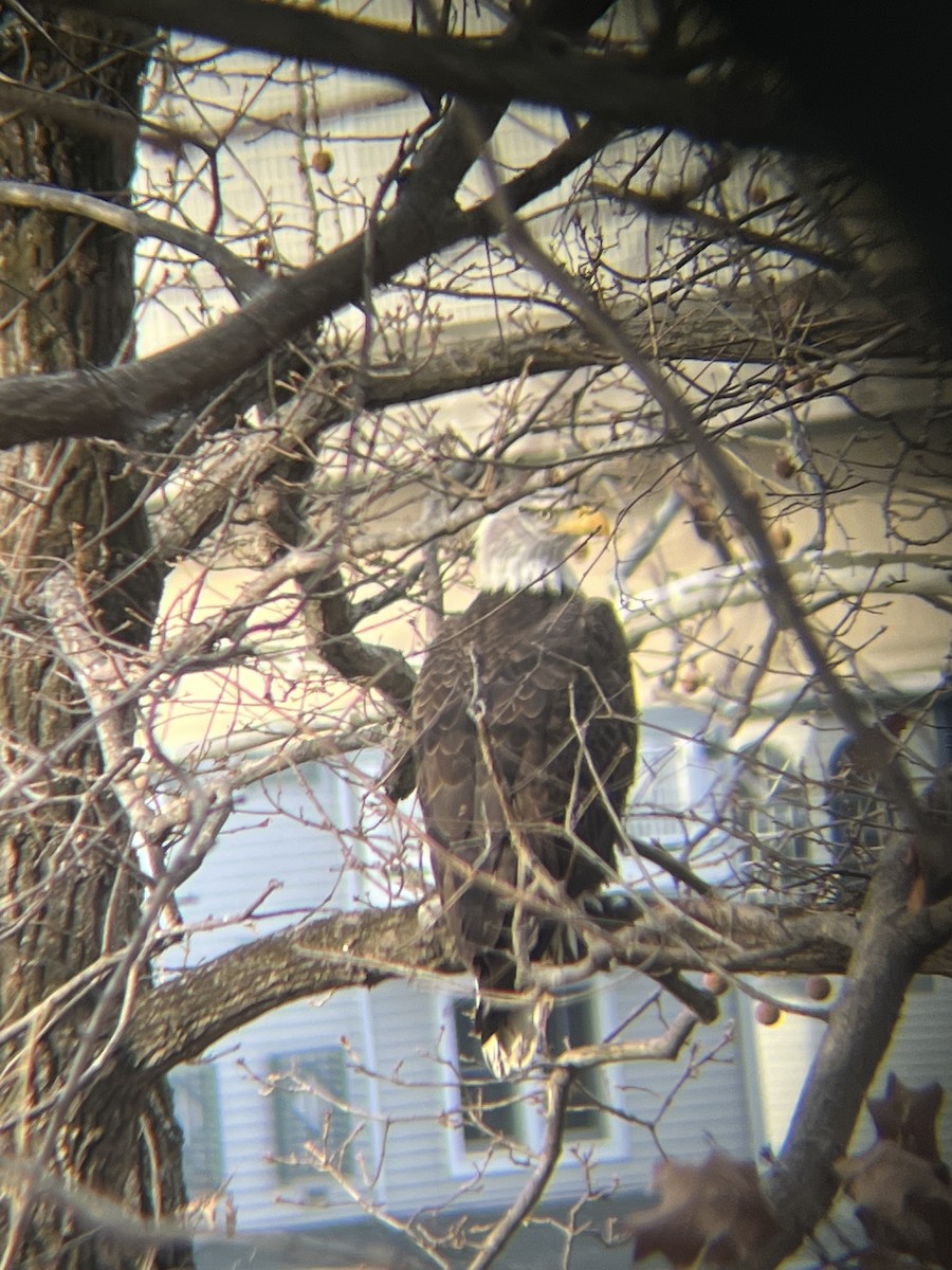 Bald Eagle - ML647249075