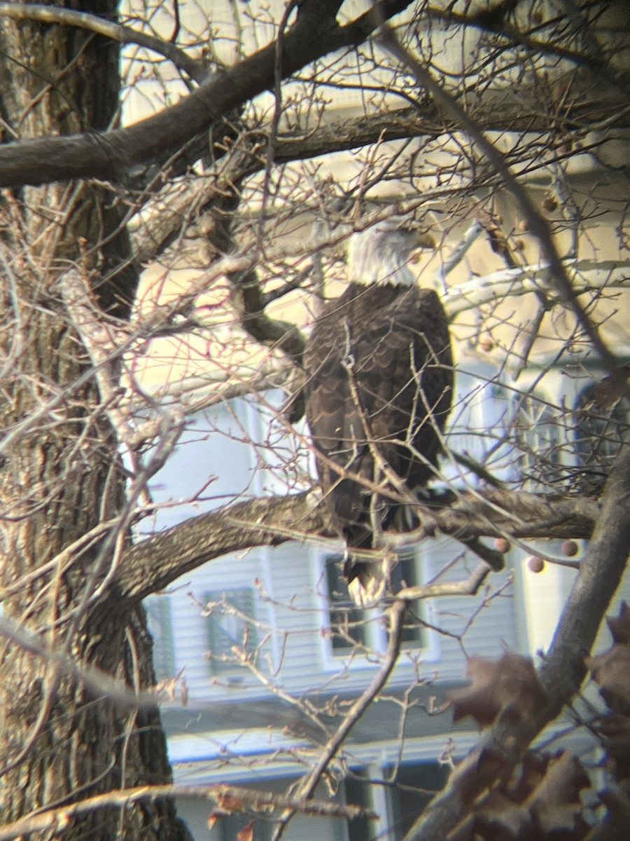 Bald Eagle - ML647249076