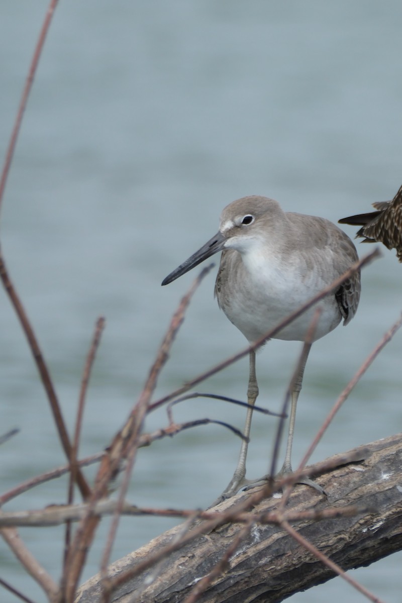 Willet - ML647249077