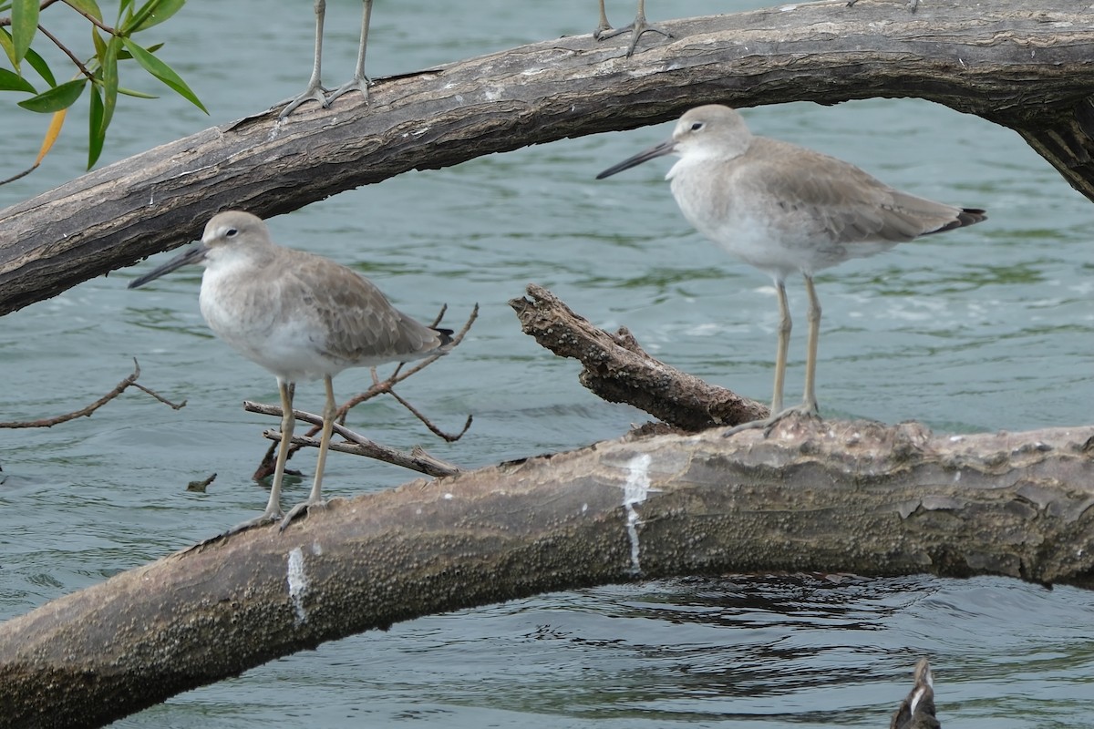 Willet - ML647249078