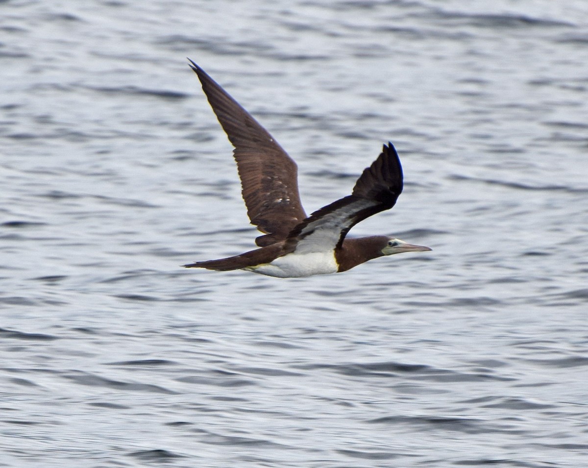 Cocos Booby - ML647249084