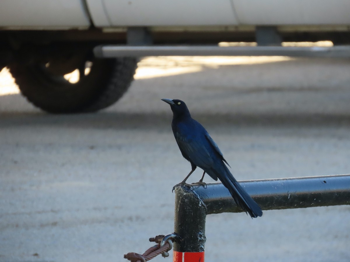 Great-tailed Grackle - ML647249088