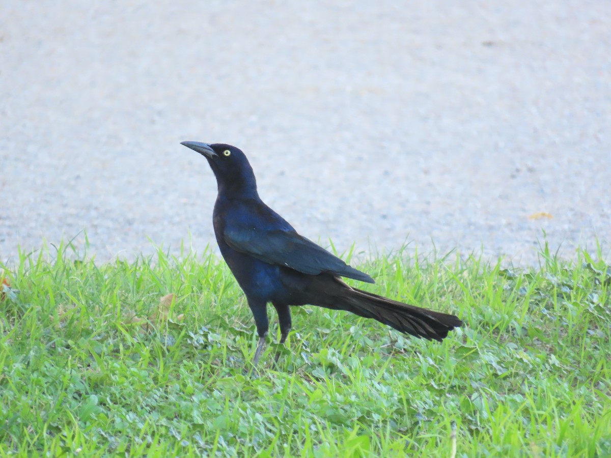Great-tailed Grackle - ML647249105