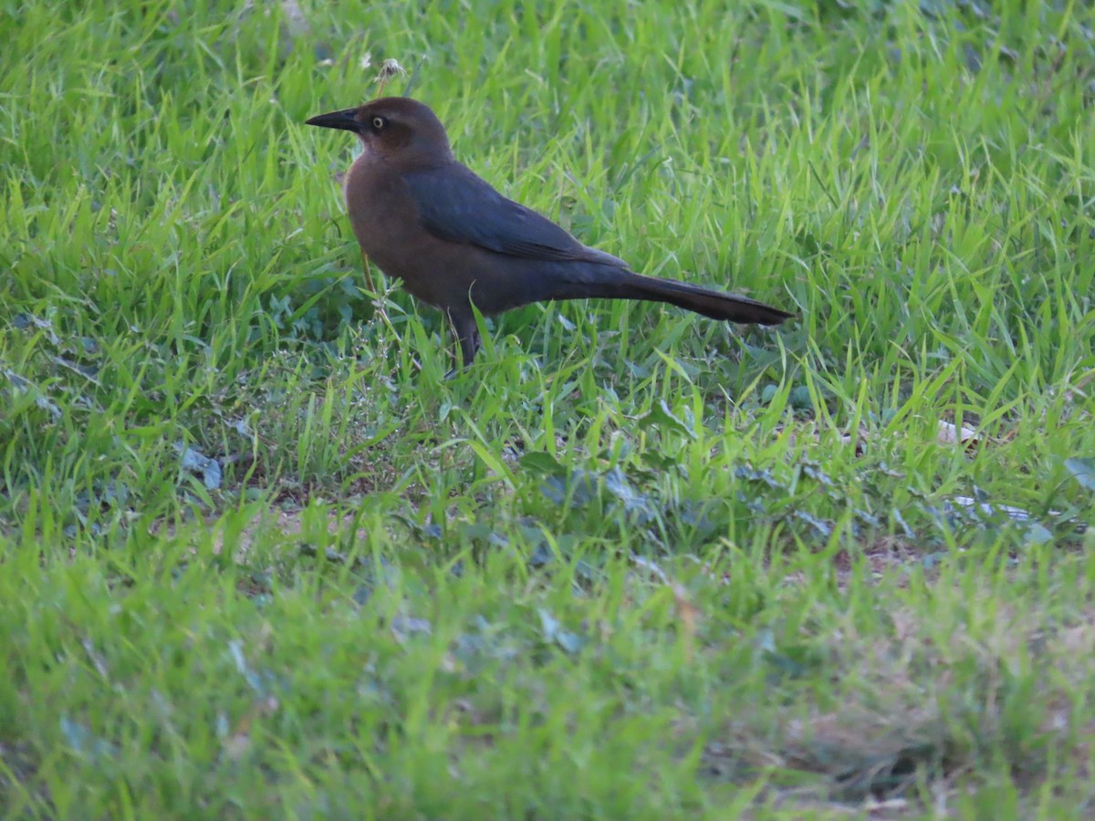 Great-tailed Grackle - ML647249106