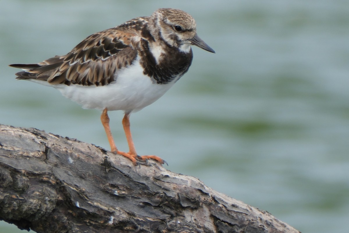 Ruddy Turnstone - ML647249110