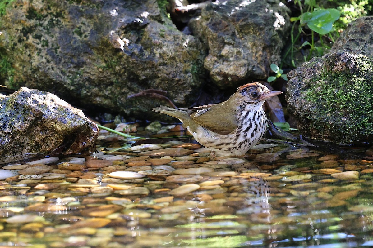 Ovenbird - ML647249111