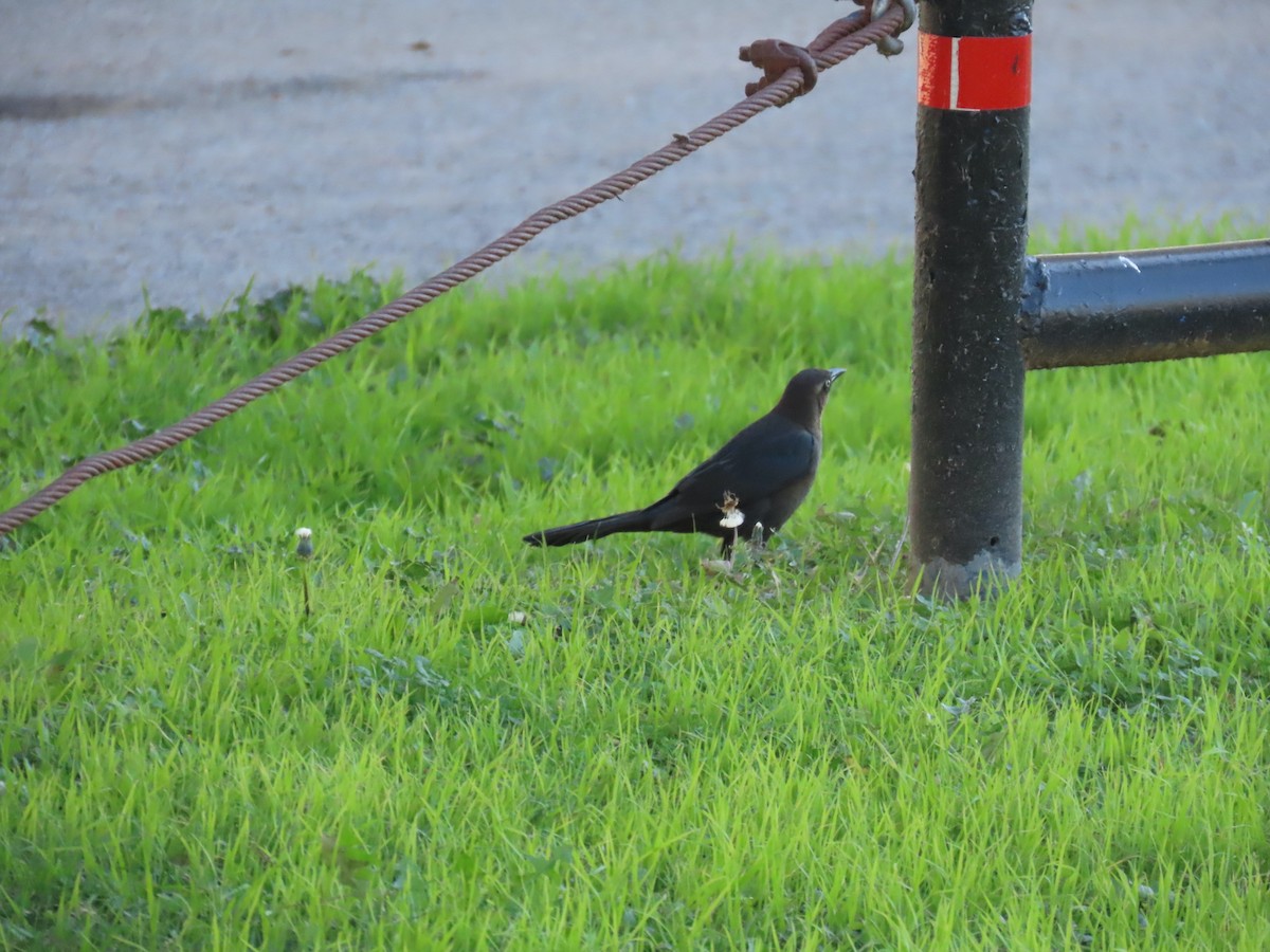 Great-tailed Grackle - ML647249115