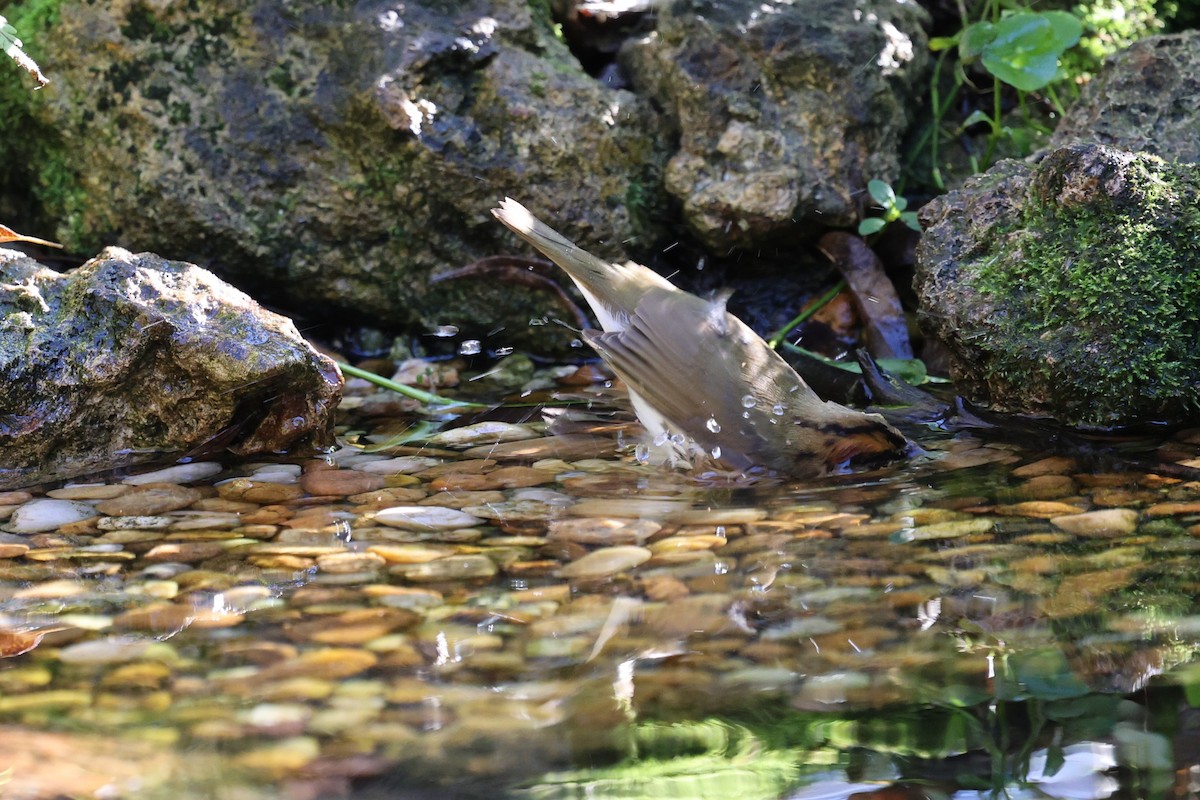 Ovenbird - ML647249116