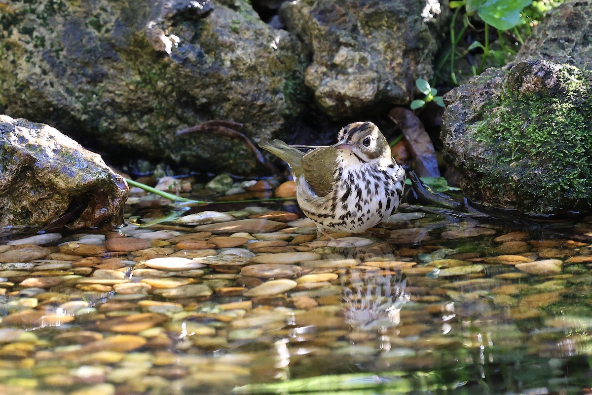 Ovenbird - ML647249120