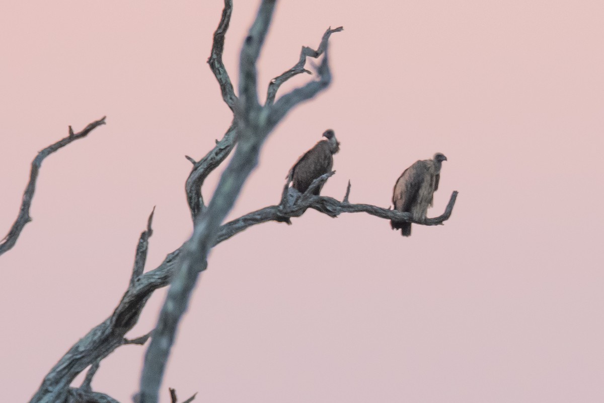 Buitre Dorsiblanco Africano - ML647249121