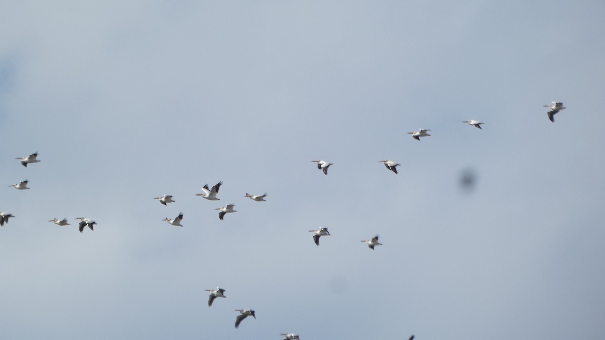 pelikán severoamerický - ML647249129