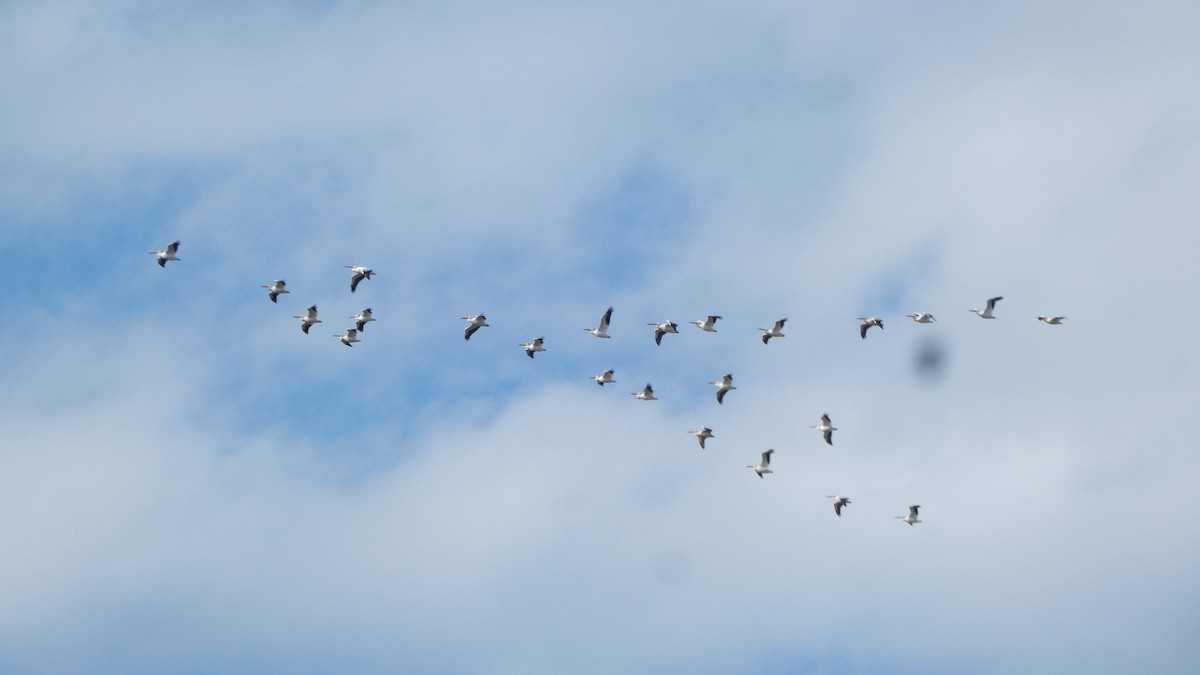 pelikán severoamerický - ML647249137