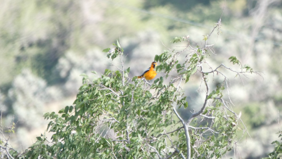 Bullock's Oriole - ML647249144