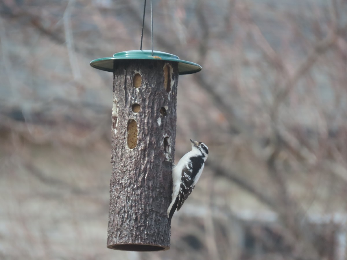 Pic mineur - ML647249155