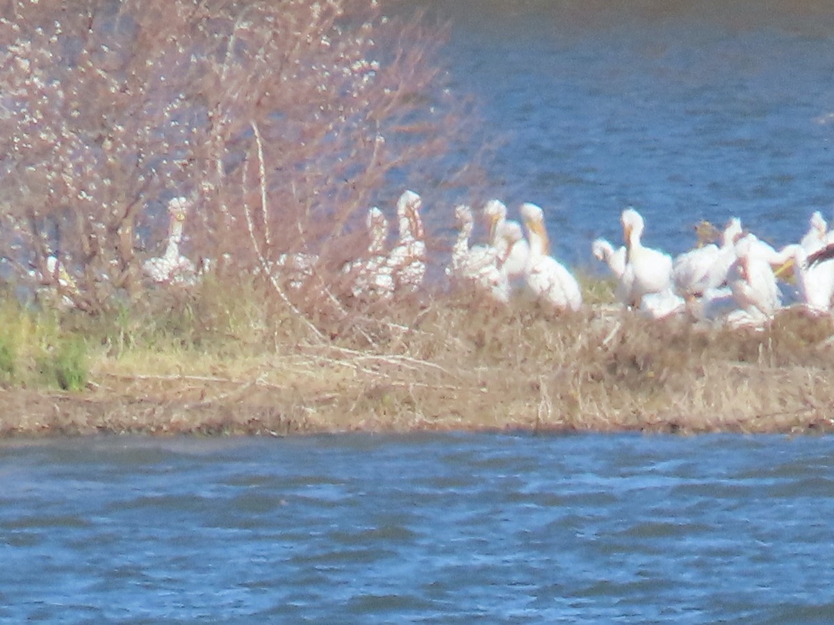 American White Pelican - ML647249161