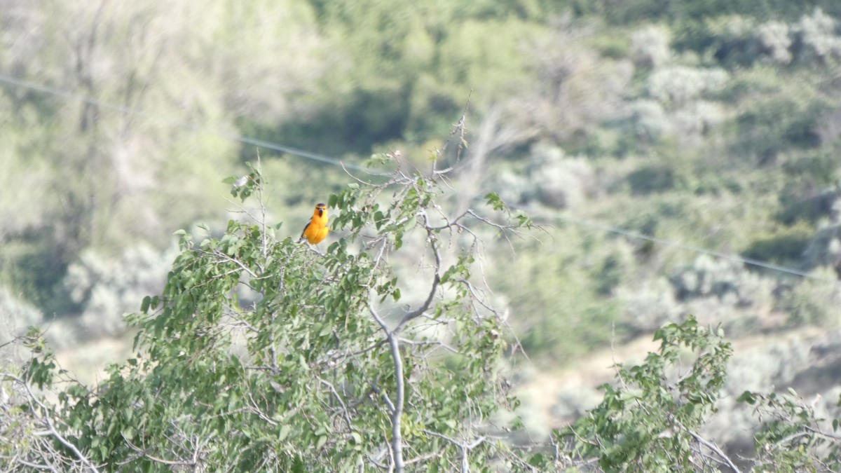 Oriole de Bullock - ML647249163