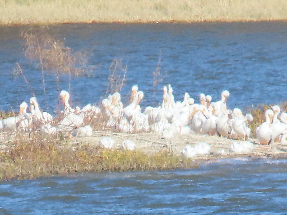 Pélican d'Amérique - ML647249164