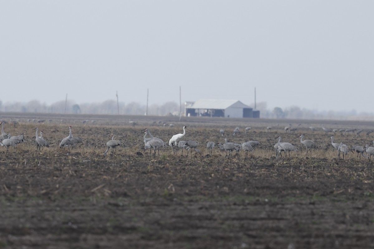 Grue blanche - ML647249165