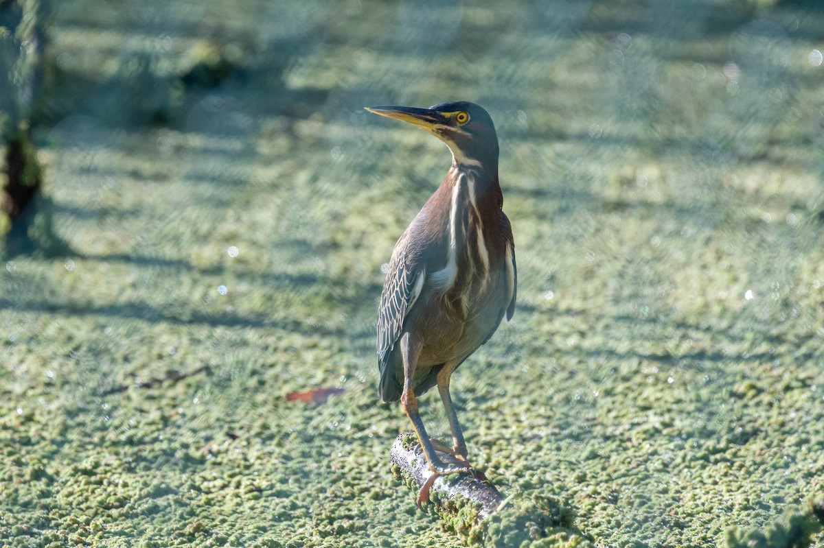 Héron vert - ML647249166