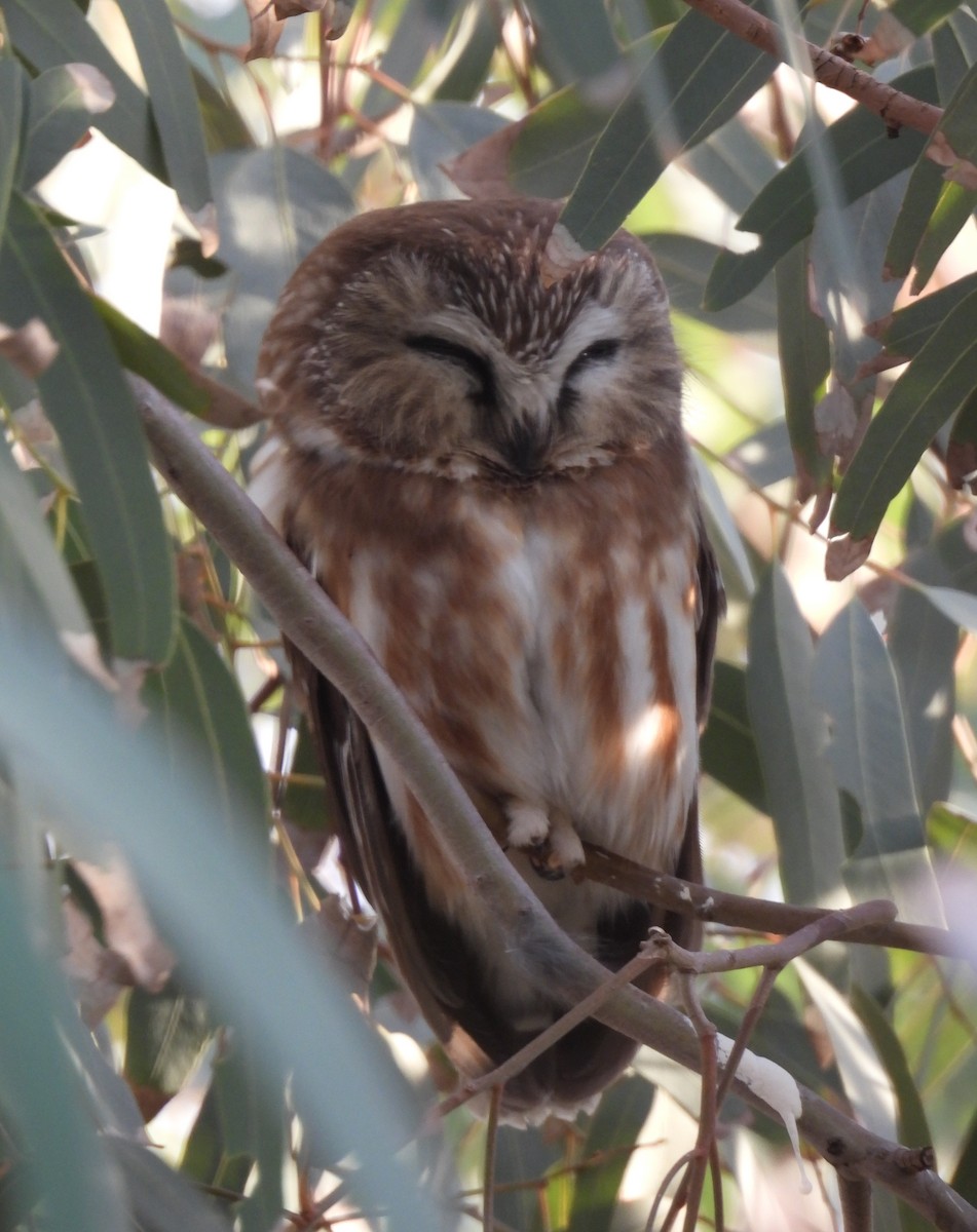 Petite Nyctale - ML647249167