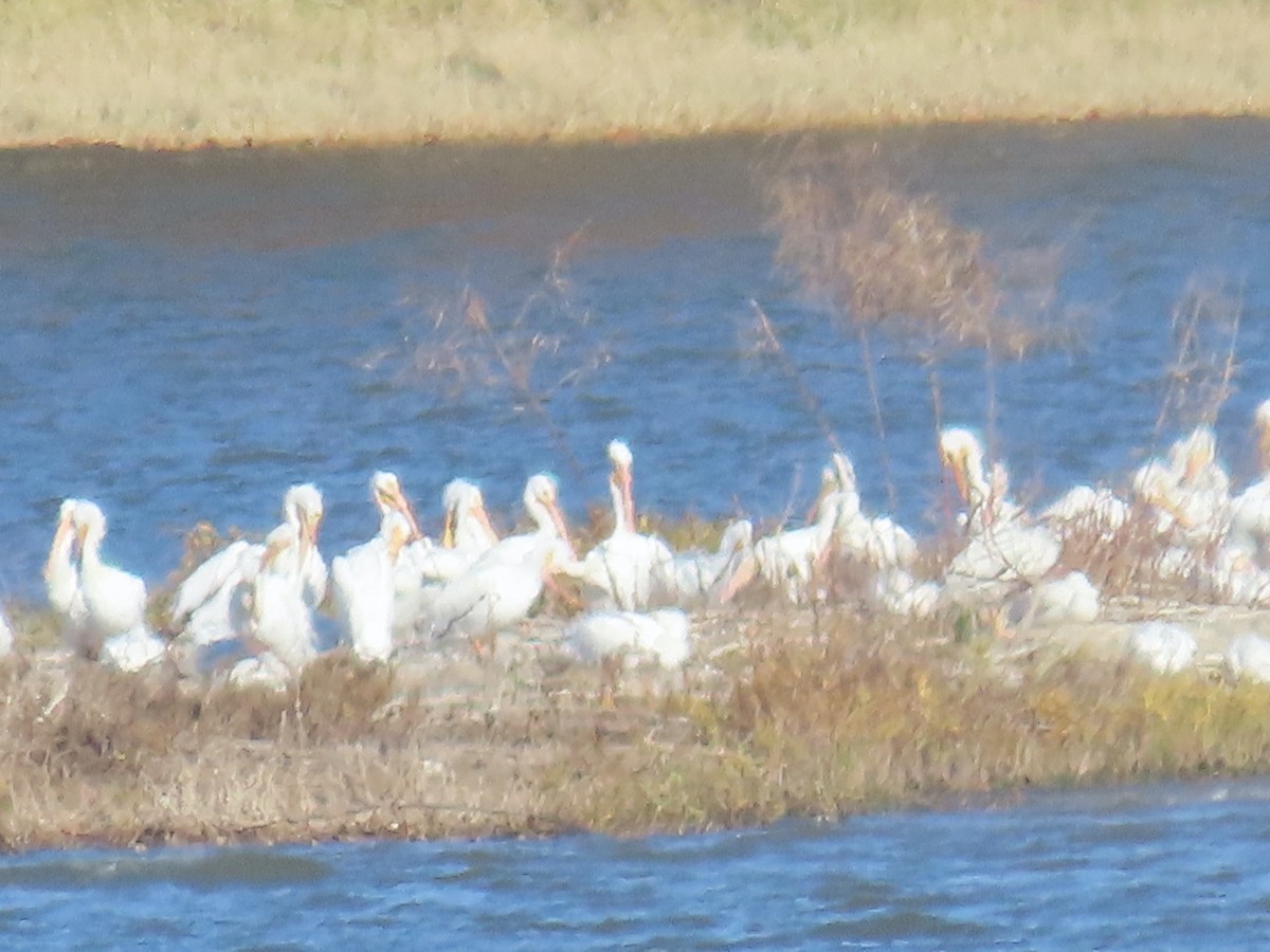 Pélican d'Amérique - ML647249168