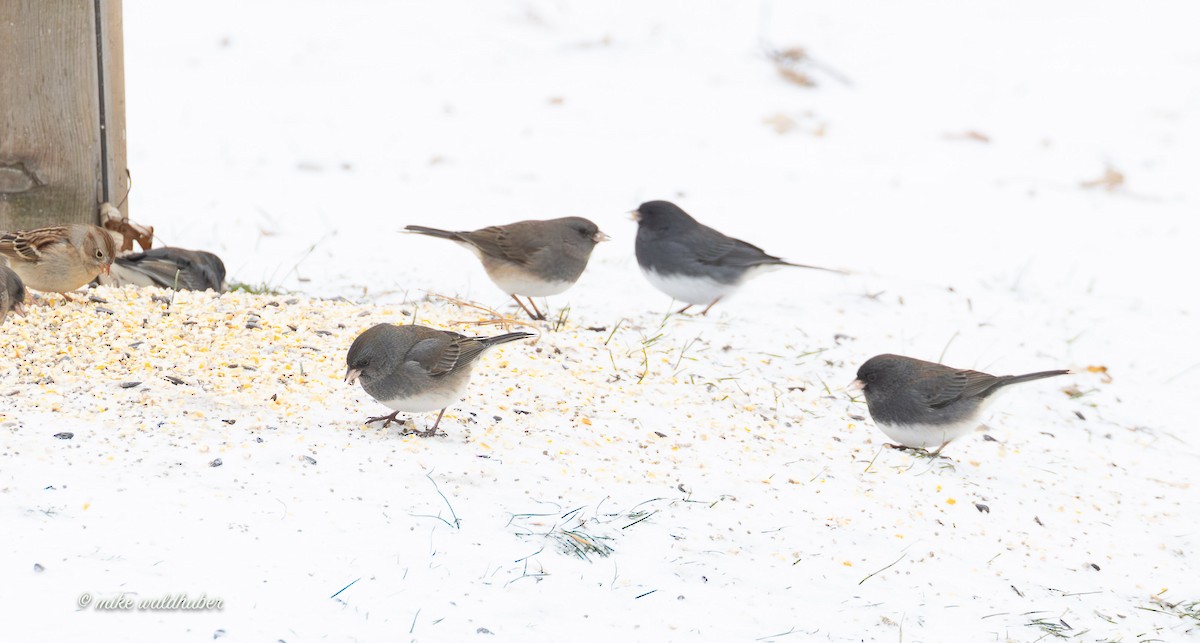 יונקו כהה-עין - ML647249177