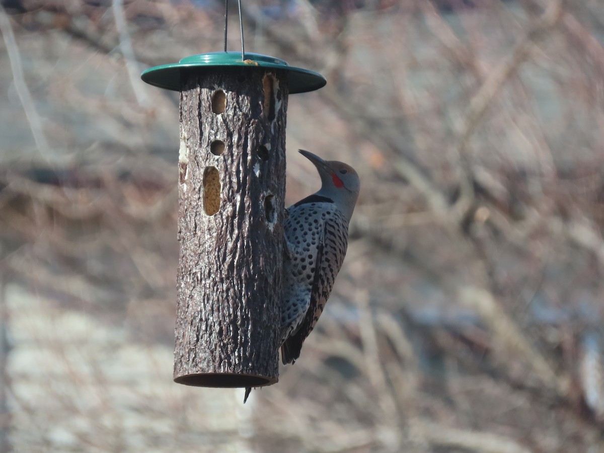 Pic flamboyant (groupe cafer) - ML647249178