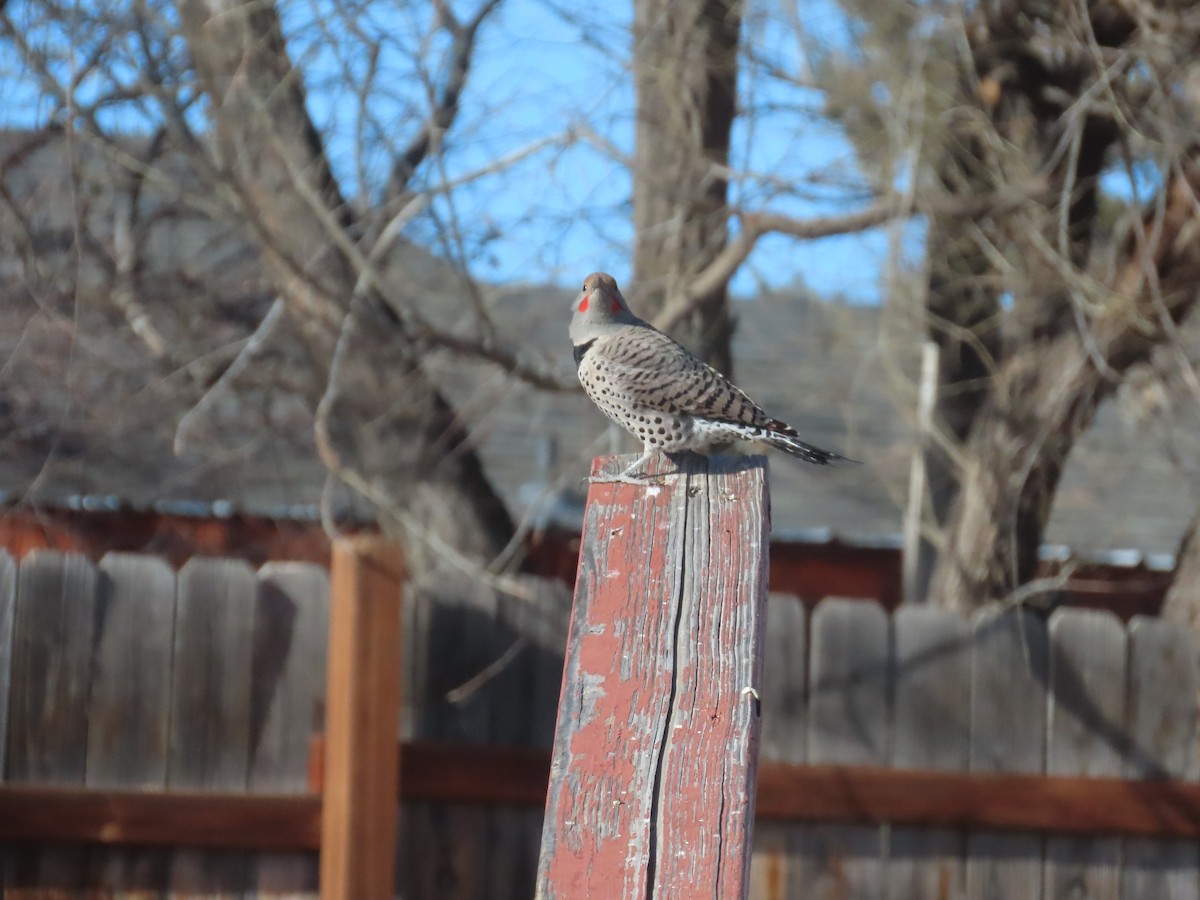 Pic flamboyant (groupe cafer) - ML647249179