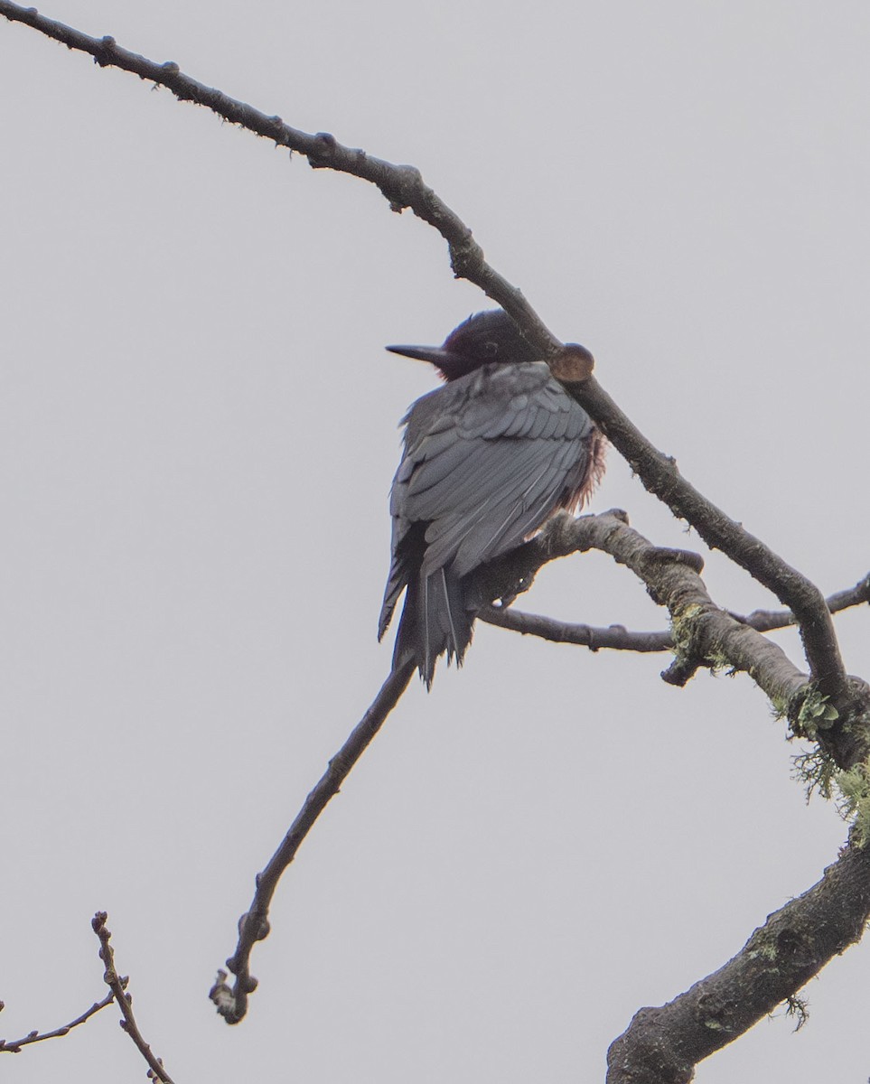 Pic de Lewis - ML647249187