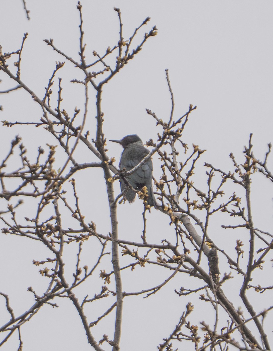 Pic de Lewis - ML647249188