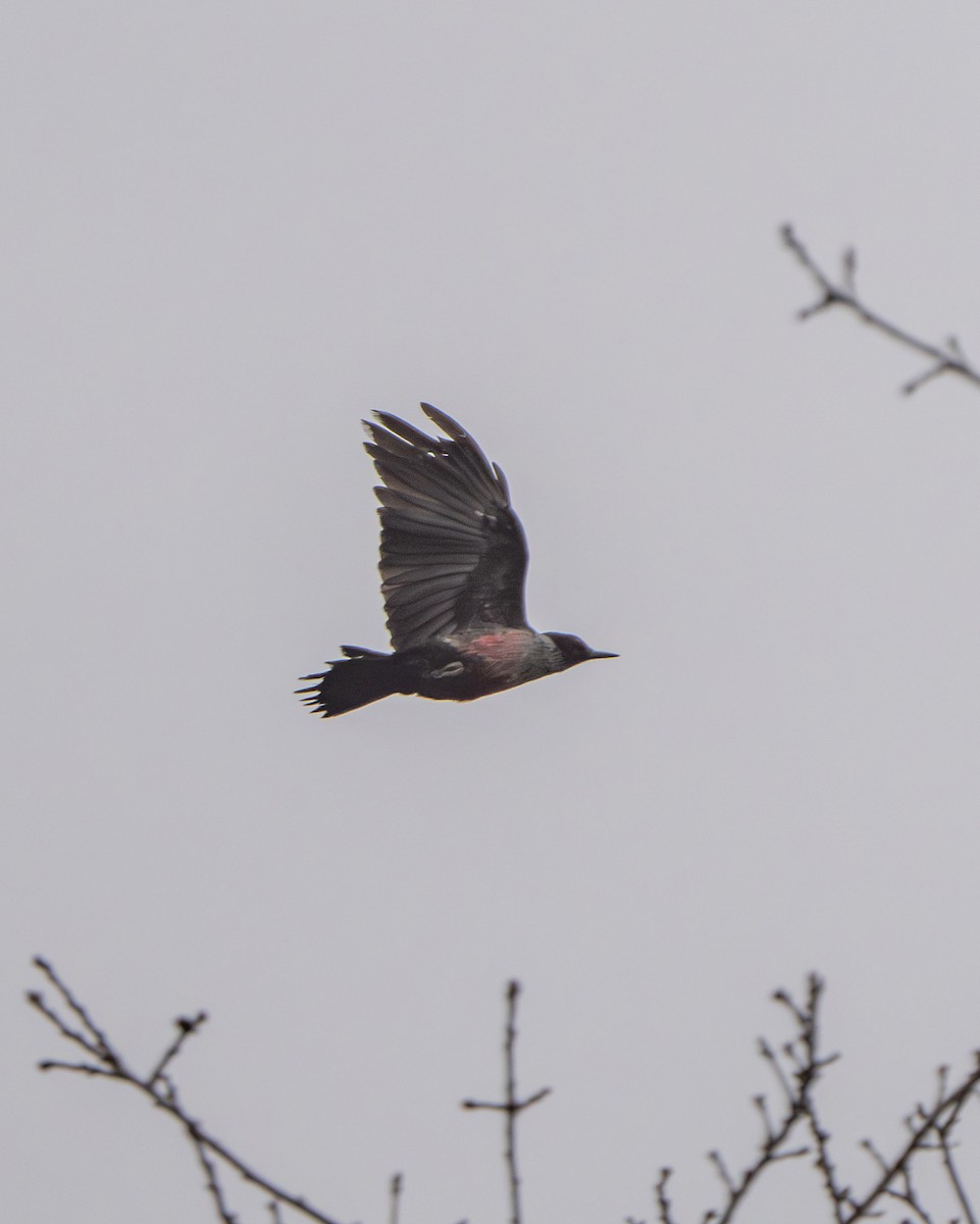 Pic de Lewis - ML647249189