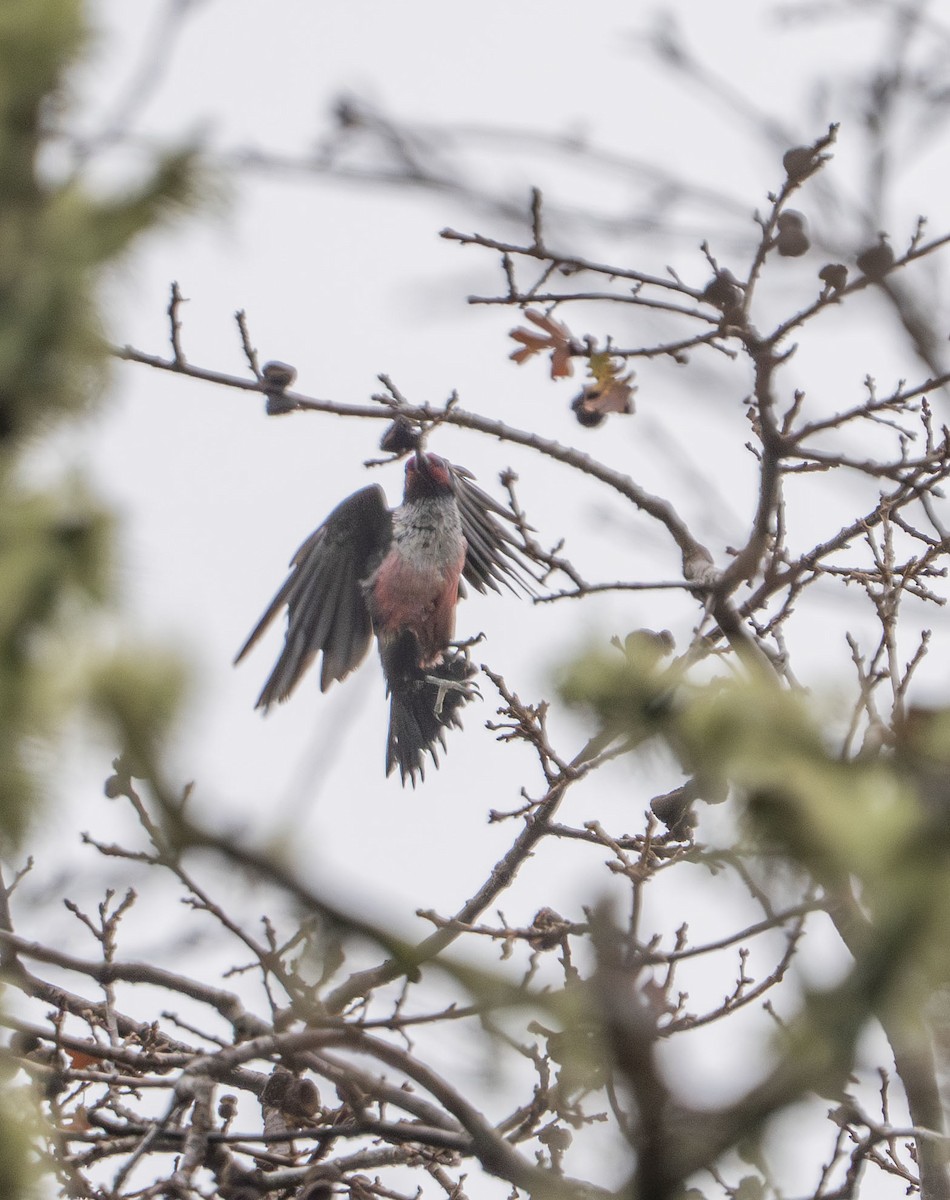 Pic de Lewis - ML647249190