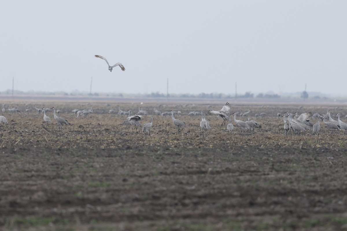 Grue du Canada - ML647249191