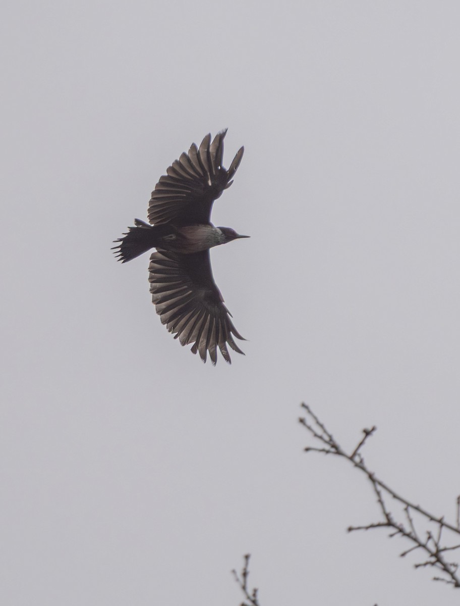 Pic de Lewis - ML647249192