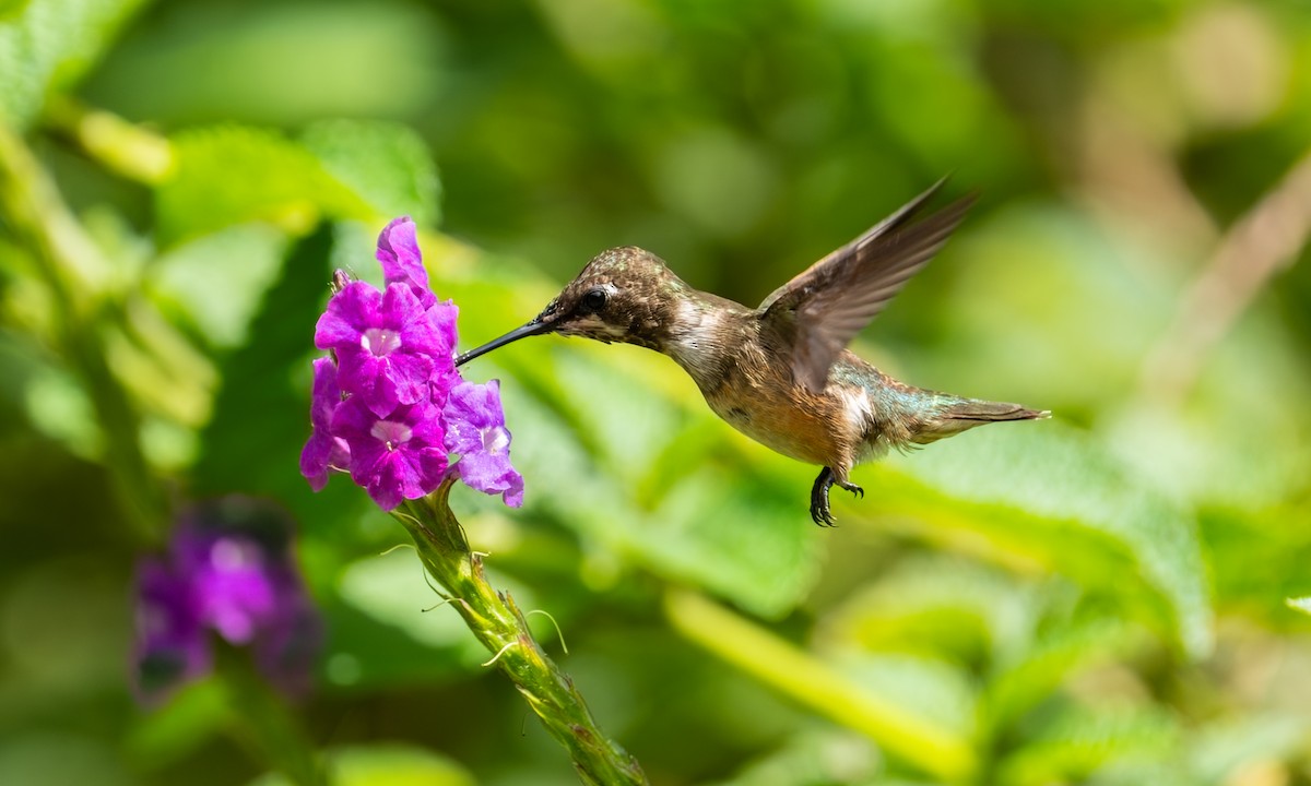 Colibri améthyste - ML647249193