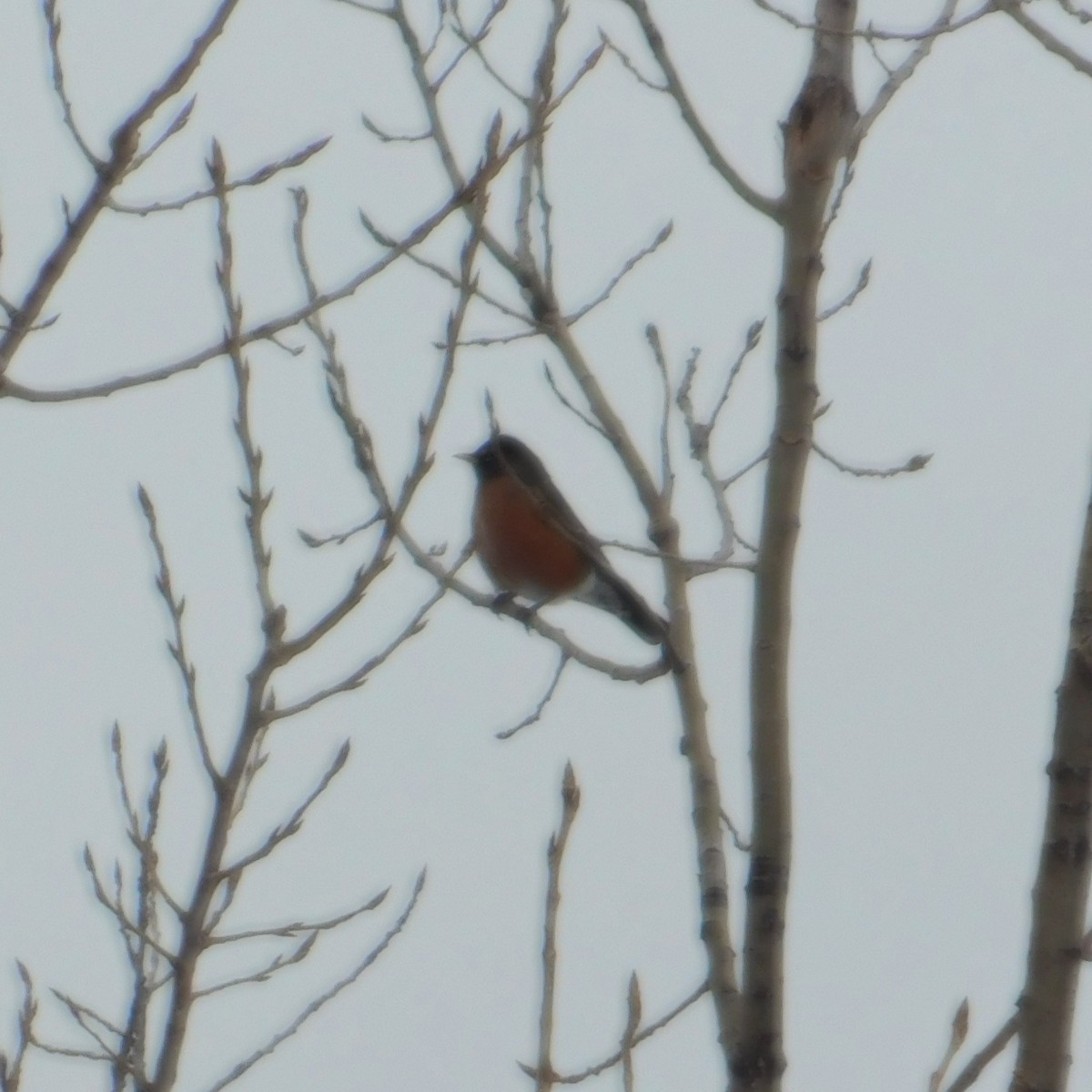 Merle d'Amérique - ML647249194