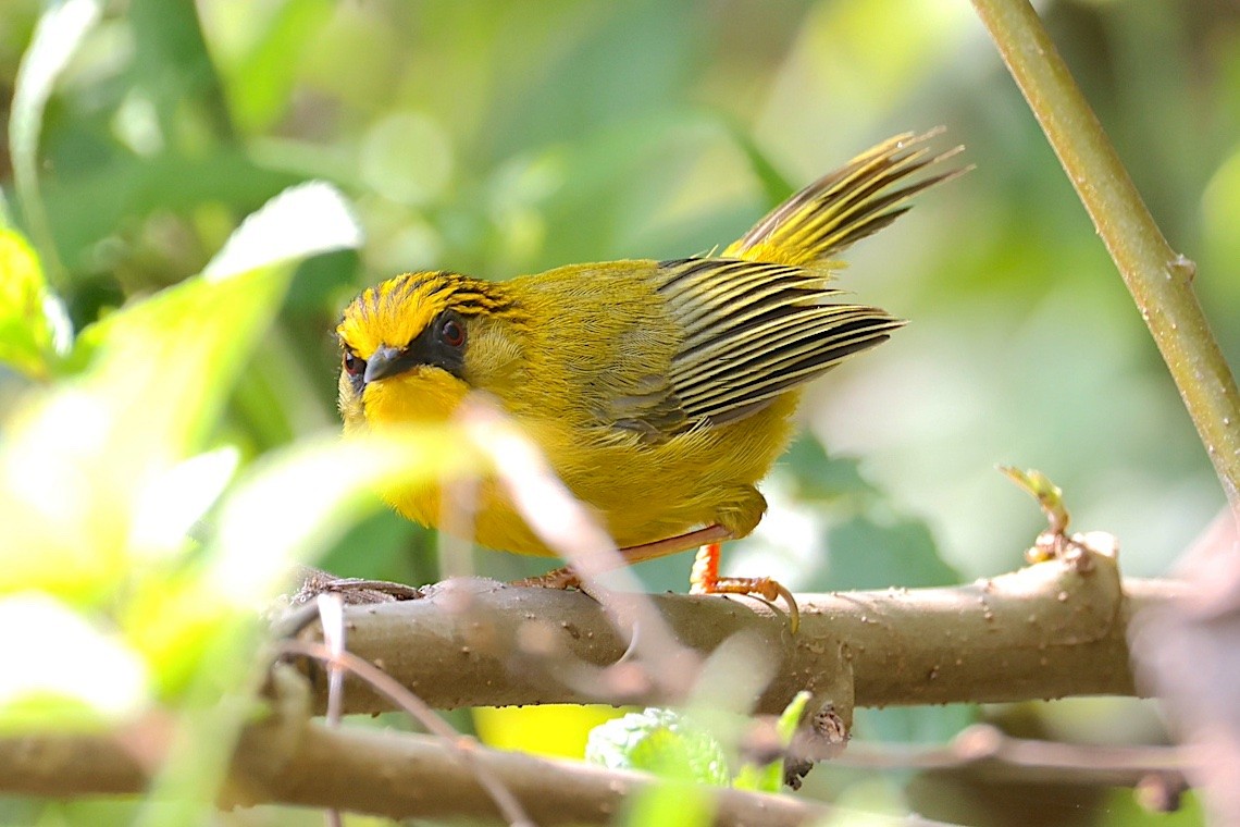 Timalie dorée - ML647249195