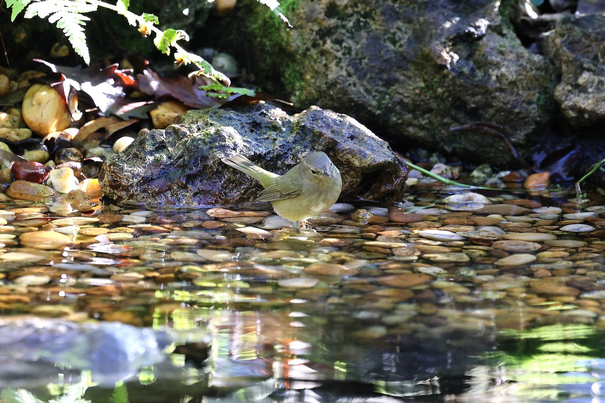Paruline verdâtre - ML647249196