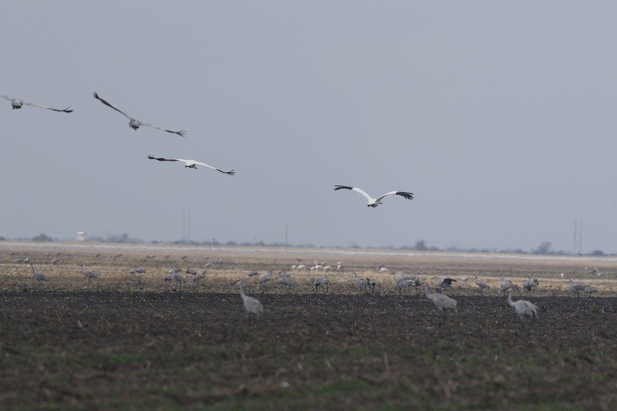 Grue blanche - ML647249197