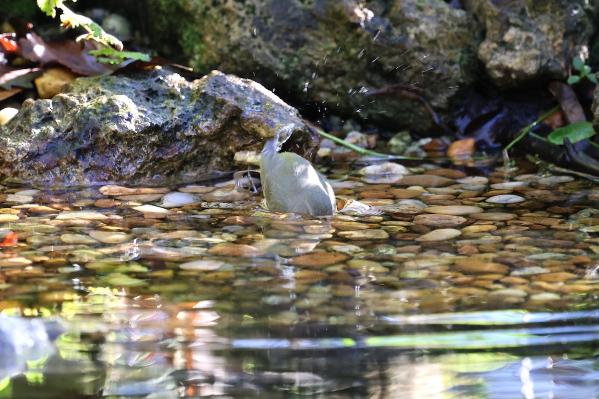 Paruline verdâtre - ML647249199